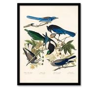Artery8 John James Audubon Magpie Clarks Crow and Jays Framed Wall Art Print Home Décor A4