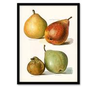Artery8 John Wright Four Pear Varieties Vintage Illustration Framed Wall Art Print Home Décor A3