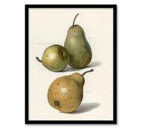 Artery8 John Wright Vintage Illustration of Pear Varieties Framed Wall Art Print Home Décor A4