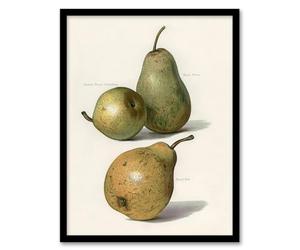 Artery8 John Wright Vintage Illustration of Pear Varieties Framed Wall Art Print Home Décor A4