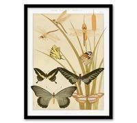 Artery8 Maurice Pillard Verneuil Butterflies and Dragonflies Framed Wall Art Print Home Décor A3