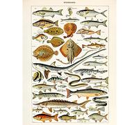 Artery8 Millot Enciclopedia Pagina Pesce Shark Ray Grande Poster Stampa Da Parete Carta Spessa 45,5 x 50,5 cm