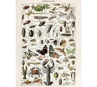 Artery8 Millot Encyclopedia Arthropods Exoskeletal Animals Unframed Wall Art Print Poster Home Decor Premium Animali Parete Manifesto Casa
