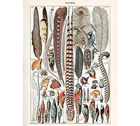 Artery8 Millot Encyclopedia Page Birds Feathers Plumage Unframed Wall Art Print Poster Home Decor Premium Pagina Uccelli Parete Manifesto Casa