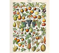 Artery8 Millot Encyclopedia Page Fruit Grape Pineapple Unframed Wall Art Print Poster Home Decor Premium Pagina Frutta Parete Manifesto Casa