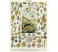 Artery8 Millot Encyclopedia Page Molluscs Shells Unframed Wall Art Print Poster Home Decor Premium Pagina Parete Manifesto Casa