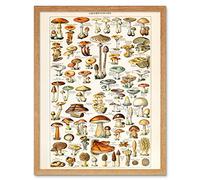 Artery8 Millot Encyclopedia Page Mushrooms Fungus Art Print Framed Poster Wall Decor 12x16 inch Pagina Manifesto Parete