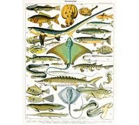 Artery8 Millot Encyclopedia Page Sea Fish Variety Large Wall Art Poster Print Thick Paper 18X24 Inch Pagina PESCE Parete Stampa poster