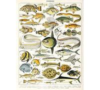 Artery8 Millot Encyclopedia Page Variety Sea Fish Unframed Wall Art Print Poster Home Decor Premium Pagina PESCE Parete Manifesto Casa