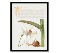 Artery8 Model Book of Calligraphy White Lily Snail and Sweet Flag Framed Wall Art Print Home Décor A3