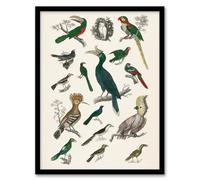Artery8 Oliver Goldsmith Various Birds Vintage Illustration Framed Wall Art Print Home Décor A3