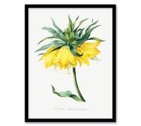 Artery8 Pierre J Redoute Yellow Crown Imperial Flower Framed Wall Art Print Home Décor A4