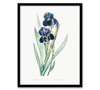 Artery8 Pierre Joseph Redoute Bearded Iris Vintage Botanical Framed Wall Art Print Home Décor A4