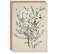 Artery8 Sarah Featon Art Card New Zealand Manuka Flowering Plant