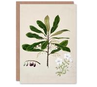 Artery8 Sarah Featon Art Card New Zealand Rauhuia and Hinau Flowers