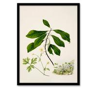 Artery8 Sarah Featon Caltha New Zealand Marsh Marigold Plant Framed Wall Art Print Home Décor A4