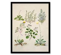 Artery8 Sarah Featon Native New Zealand Wildflowers Illustration Framed Wall Art Print Home Décor A3