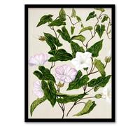 Artery8 Sarah Featon New Zealand Bindweed Wildflowers Framed Wall Art Print Home Décor A4