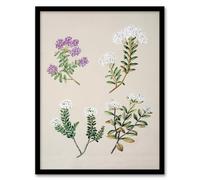 Artery8 Sarah Featon New Zealand Four Veronica Flowering Plants Framed Wall Art Print Home Décor A4