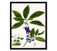 Artery8 Sarah Featon New Zealand Mahoe Whiteywood Plant Framed Wall Art Print Home Décor A4