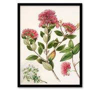Artery8 Sarah Featon New Zealand Rata Flowers Illustration Framed Wall Art Print Home Décor A3
