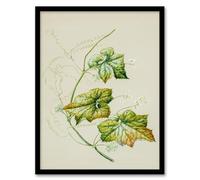 Artery8 Sarah Featon New Zealand Sicyos Australis Mawhai Plant Framed Wall Art Print Home Décor A4