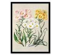 Artery8 Sarah Featon New Zealand Snow Groundsel Flowers Framed Wall Art Print Home Décor A3