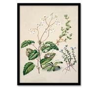 Artery8 Sarah Featon New Zealand Swamp Mazus Flowering Plant Framed Wall Art Print Home Décor A4
