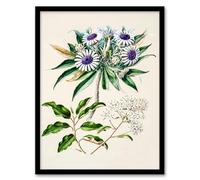 Artery8 Sarah Featon New Zealand Teteaweka Plant Flowers Framed Wall Art Print Home Décor A4