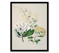 Artery8 Sarah Featon New Zealand Three Senecio Flower Species Framed Wall Art Print Home Décor A4