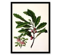 Artery8 Sarah Featon New Zealand Toropapa Flowering Plant Framed Wall Art Print Home Décor A3
