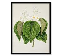 Artery8 Sarah Featon New Zealand Whau Cork Tree Flowers Framed Wall Art Print Home Décor A3