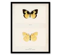 Artery8 Sherman Denton Southern Dogface Butterfly Framed Wall Art Print Home Décor A4