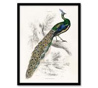 Artery8 Sir William Jardine Male Peafowl Peacock Framed Wall Art Print Home Décor A3