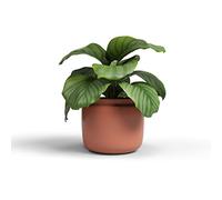 Artevasi Astrea Vaso, Vaso da fiori, Vaso decorativo, Ceramica fatta a mano, Colore Terracotta, 20cm