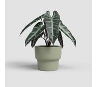 Artevasi Echo High Pot, Vaso da fiori, Decorazione per la casa, diametro 16,5 cm, verde oliva
