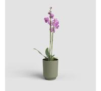 Artevasi Vaso per Orchidee Miami 12,5cm Verde Grigio - Vaso Decorativo Moderno in plastica Riciclata con Finitura Opaca - Ideale per Interni e Piante di Orchidea