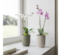 Artevasi Vaso per Orchidee Miami Wavy 12,5cm Crema - Vaso Decorativo con Texture ondulata e Finitura Opaca in plastica Riciclata - Ideale per Ambienti Moderni