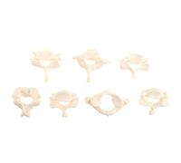 ARTIBETTER Modello Cervicale Vertebrale Umano Pvc Bianco, Scala 1: 1, | Sette Pezzi, Leggero, per Educazione Paziente e Presentazione Didattica