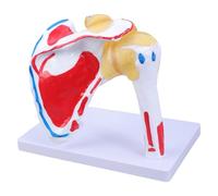 Articolazione anatomica della spalla umana con muscoli Struttura dei nervi Muscoloso dell'articolazione della spalla Modello di studio Anatomia Modello di studio