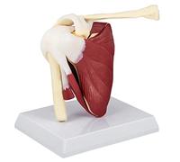Articolazione della spalla modello di spalla in PVC con legamenti Anatomia della spalla a grandezza naturale per medici Strumento educativo per ufficio Anatomicals
