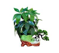 Artificial House Plants Fortune Tree Simulation Potted Simulation Tree Indoor Garden Home Office Decoration Fake Plant Bonsai Simulation Tree Artificial Plants (Size : B) (A)