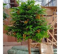 Artificial Longan Tree for Conservatory Decor - Lush Green Foliage & Golden Fruits Durable Construction for Long-Lasting Tropical Beauty(1.5M)