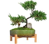 ARTKETTY Vasi per piante - Vaso per bonsai in ceramica con drenaggio, grande vaso per piante succulente per piante cactus da interno, vaso decorativo per fiori con supporto