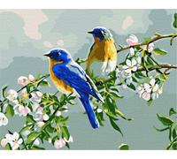 Artnapi Dipingere con i numeri, adulti con cornice, dipinta a mano, animali, uccelli, kit per principianti e adulti, set con colori acrilici e pennelli, tela da 40 x 50 cm, ideale come regalo