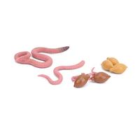 ARTOCT Modello del Ciclo di Crescita, Giocattolo Educativo di Anatomia | Materiale plastico, sicuro per i bambini, sussidio didattico per lezioni di scienze, fasi di vita dettagliate
