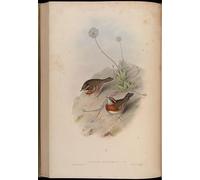 ARToPHIIU Dipinti Famosi Quadri Stampa Murale su Tela Animale Uccello Accentor Strophiatus Prunella Strophiata di John Gould per L'arredamento del Soggiorno 60x90cm