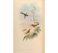 ARToPHIIU Dipinti Famosi Quadri Stampa Murale su Tela Animale Uccello Thaumastura Elizae Doricha Eliza di John Gould per L'arredamento del Soggiorno 60x90cm
