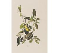 ARToPHIIU Dipinti Famosi Quadri Stampa Murale su Tela Illustrazione Da uccelli d'di John Audubon per L'arredamento del Soggiorno 60x90cm