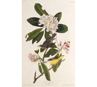 ARToPHIIU Dipinti Famosi Quadri Stampa Murale su Tela l'usignolo canadese da Birds of America di John Audubon per L'arredamento del Soggiorno 60x90cm